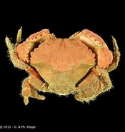 Image result for Actumnus intermedius Rijk. Size: 175 x 185. Source: www.crustaceology.com