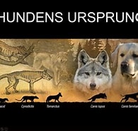 Image result for urhund. Size: 195 x 185. Source: www.youtube.com