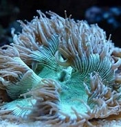 Image result for Catalaphyllia Onderklasse. Size: 176 x 185. Source: aquariumbreeder.com