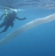 Afbeeldingsresultaten voor Pyrosome Verwante Zoekopdrachten. Grootte: 182 x 185. Bron: www.news.com.au