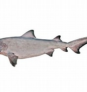 Afbeeldingsresultaten voor "odontaspis Ferox". Grootte: 176 x 185. Bron: fishesofaustralia.net.au
