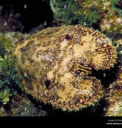 Afbeeldingsresultaten voor Scyllarides nodifer. Grootte: 176 x 185. Bron: www.alamy.com