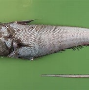 Image result for Pacifische Grenadiervis. Size: 182 x 179. Source: www.fishbiosystem.ru