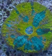 Image result for Echinomorpha. Size: 173 x 185. Source: reefbuilders.com