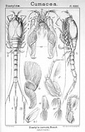 Image result for Diastylis cornuta. Size: 120 x 185. Source: www.alamy.com