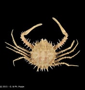 Afbeeldingsresultaten voor "arcania Erinacea". Grootte: 176 x 185. Bron: www.crustaceology.com