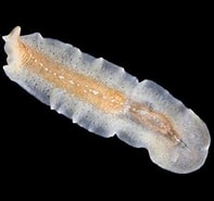 Image result for Prosthiostomidae. Size: 197 x 185. Source: singapore.biodiversity.online