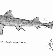 Image result for "mustelus Whitneyi". Size: 178 x 185. Source: shark-references.com