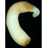 Image result for Phascolosomatidea. Size: 183 x 185. Source: lifecatalog.ru