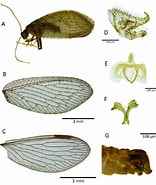 Afbeeldingsresultaten voor "chiridius Pacificus". Grootte: 156 x 185. Bron: www.researchgate.net