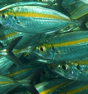 Image result for "selar Boops". Size: 174 x 185. Source: fishesofaustralia.net.au