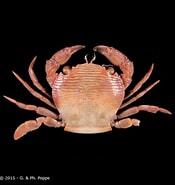 Image result for Lissocarcinus arkati. Size: 175 x 185. Source: www.crustaceology.com