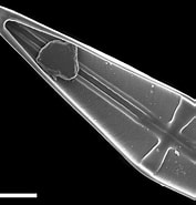 Image result for Diatoms of North America. Size: 177 x 185. Source: diatoms.org