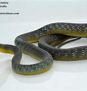 Image result for Dendrelaphis punctulatus Rijk. Size: 176 x 185. Source: reptile-database.reptarium.cz