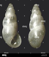 Image result for "onoba Aculea". Size: 158 x 185. Source: www.alamy.com