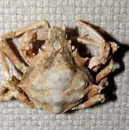 Afbeeldingsresultaten voor "pugettia-nipponensis". Grootte: 183 x 155. Bron: www.jendow.com.tw