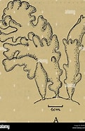 Afbeeldingsresultaten voor "stegocephaloides Christianiensis". Grootte: 121 x 185. Bron: www.alamy.com