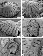 Afbeeldingsresultaten voor "dorataspis Macropora". Grootte: 143 x 185. Bron: www.researchgate.net