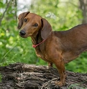 Image result for dachshunder. Size: 181 x 185. Source: sweetdachshunds.com