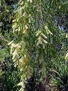 Image result for "leucandra Fistulosa". Size: 138 x 185. Source: www.territorynativeplants.com.au