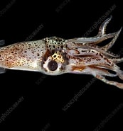 Image result for "pyroteuthis Margaritifera". Size: 173 x 185. Source: www.sciencephoto.com