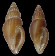 Image result for "oenopota Rufa". Size: 182 x 185. Source: www.gastropods.com