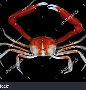 Image result for "carcinoplax Longispinosa". Size: 176 x 185. Source: www.shutterstock.com