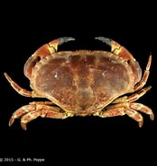 Image result for Cancridae. Size: 174 x 185. Source: www.crustaceology.com