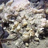 Afbeeldingsresultaten voor Myxillidae. Grootte: 187 x 185. Bron: www.habitas.org.uk
