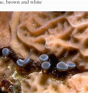 Afbeeldingsresultaten voor "lebrunia Coralligens". Grootte: 175 x 185. Bron: www.gibellaquarium.us