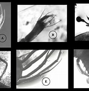 Afbeeldingsresultaten voor "scyllarus Batei". Grootte: 181 x 181. Bron: www.researchgate.net