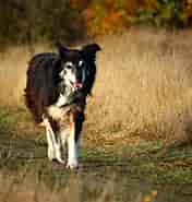 Billedresultat for Border Collie Oprindelses­land/-område. størrelse: 176 x 185. Kilde: pxhere.com