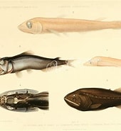 Afbeeldingsresultaten voor Ditropichthys storeri Anatomie. Grootte: 170 x 185. Bron: www.pinterest.jp