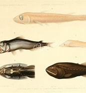 Image result for Ditropichthys storeri Geslacht. Size: 172 x 185. Source: www.pinterest.jp