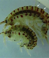 Afbeeldingsresultaten voor Echinogammarus finmarchicus Orde. Grootte: 158 x 185. Bron: www.researchgate.net