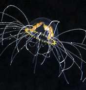 Afbeeldingsresultaten voor Gnosonesimidae. Grootte: 176 x 185. Bron: www.wired.com
