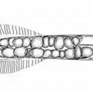 Afbeeldingsresultaten voor "krohnitta Pacifica". Grootte: 190 x 82. Bron: www.dnr.sc.gov