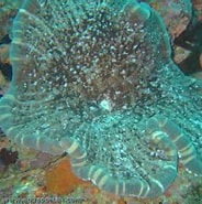 Image result for Thalassianthidae. Size: 184 x 169. Source: www.aquaportail.com