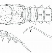 Afbeeldingsresultaten voor Nephropsis acanthura. Grootte: 182 x 165. Bron: www.researchgate.net