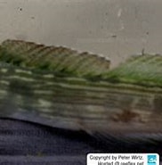 Afbeeldingsresultaten voor Blenniella cyanostigma. Grootte: 182 x 131. Bron: www.reeflex.net