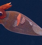 Image result for Taonius pavo. Size: 172 x 185. Source: www.nauticalnewstoday.com