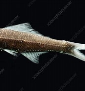 Image result for "notoscopelus Caudispinosus". Size: 172 x 185. Source: www.sciencephoto.com