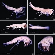Image result for Rhachotropis Oculta. Size: 185 x 185. Source: www.researchgate.net
