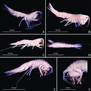 Afbeeldingsresultaten voor Rhachotropis Oculta. Grootte: 185 x 185. Bron: www.researchgate.net