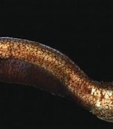 Image result for Ataxolepis Apus Superklasse. Size: 162 x 151. Source: australian.museum