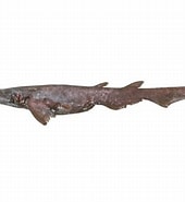 Afbeeldingsresultaten voor "apristurus Longicephalus". Grootte: 170 x 185. Bron: fishesofaustralia.net.au