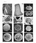 Afbeeldingsresultaten voor "castanidium Haeckeri". Grootte: 153 x 185. Bron: www.radiolaria.org