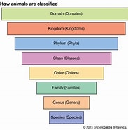 Afbeeldingsresultaten voor Type Species Wikipedia. Grootte: 183 x 185. Bron: www.britannica.com
