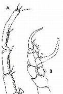 Image result for "centropages Kroyeri". Size: 102 x 185. Source: copepodes.obs-banyuls.fr