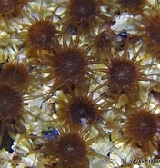 Image result for "isozoanthus Sulcatus". Size: 176 x 185. Source: www.mer-littoral.org